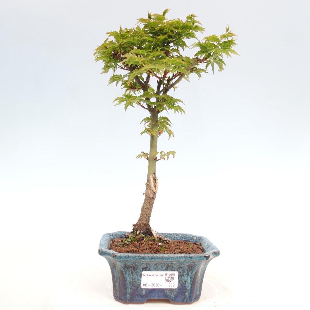Bonsai für draußen -Javor kleinblättrige SHISHIGASHIRA