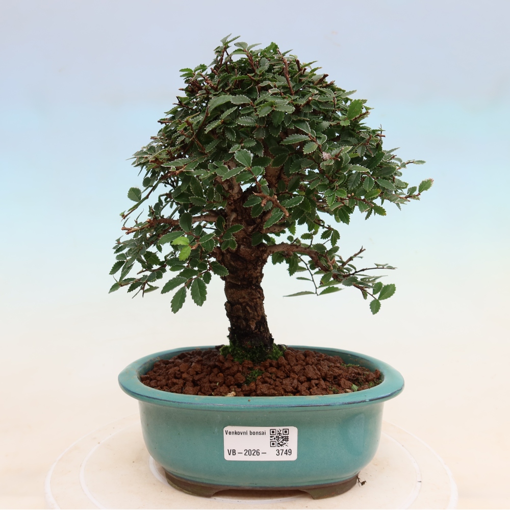 Bonsai für draußen - Zelkova - Zelkova NIRE