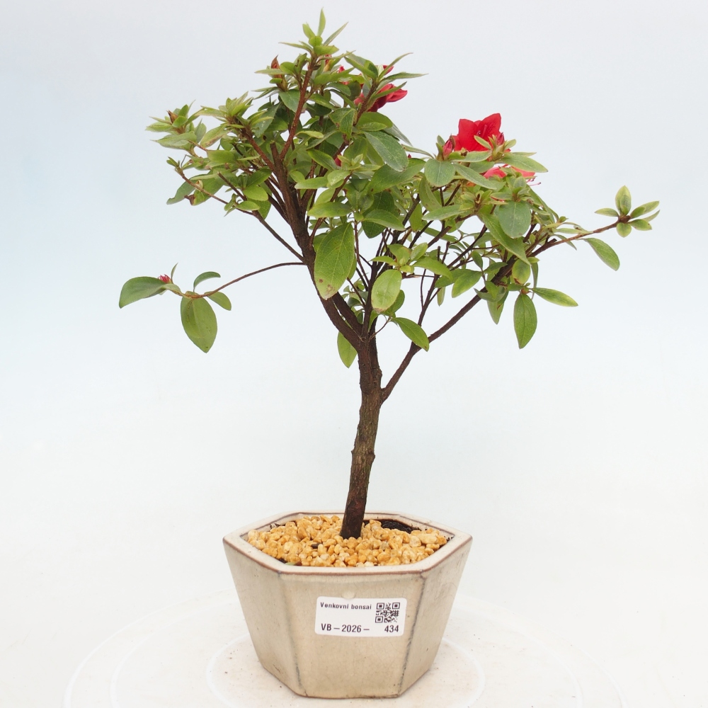 Bonsai für draußen - Japanische Azalee - Azalea sp.
