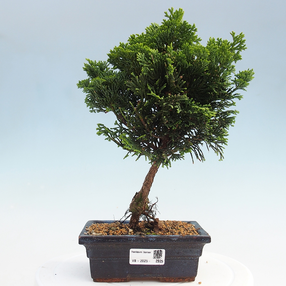 Bonsai für draußen - Cham.pis obtusa Nana Gracilis - Zypresse