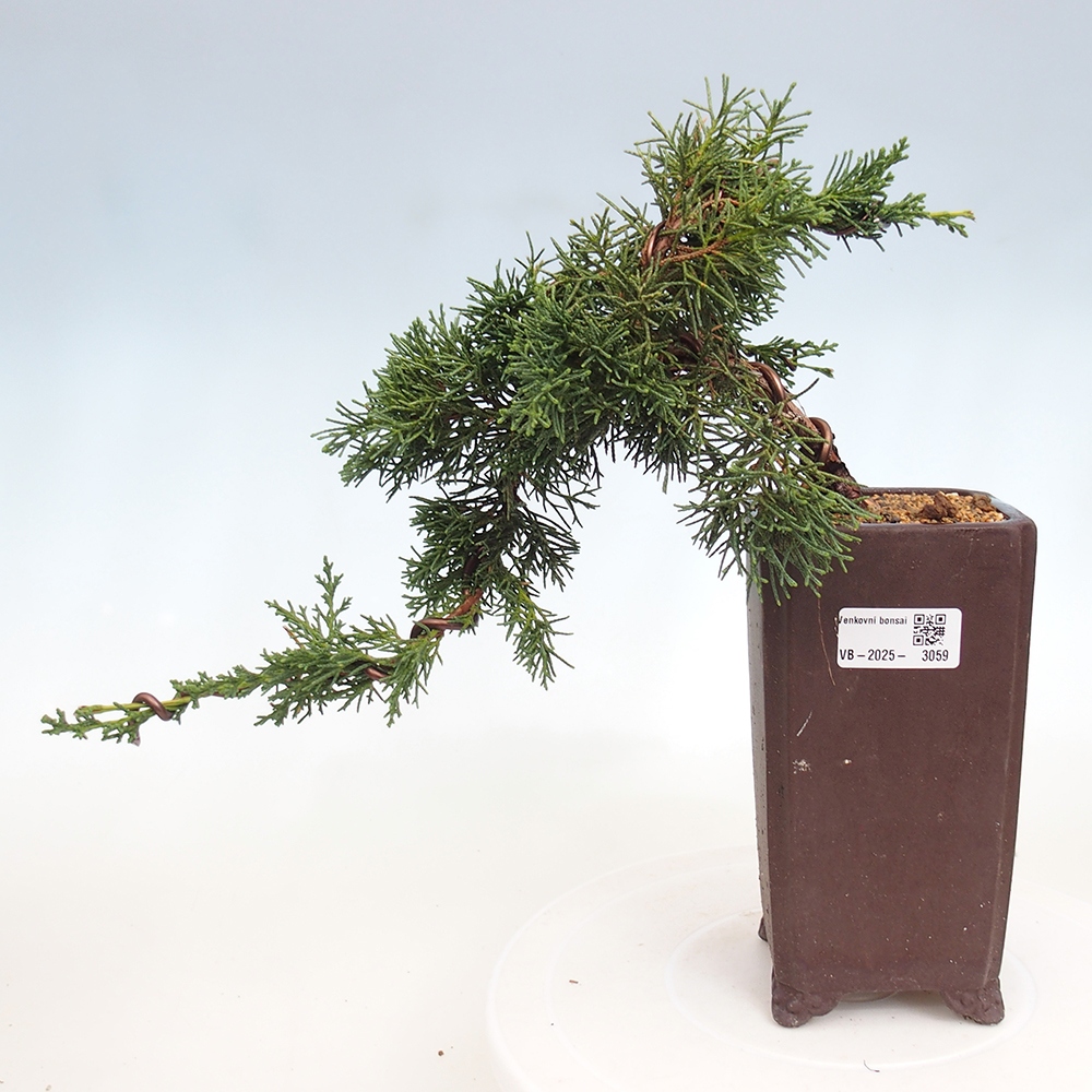 Bonsai für draußen - Juniperus chinensis Kishu
