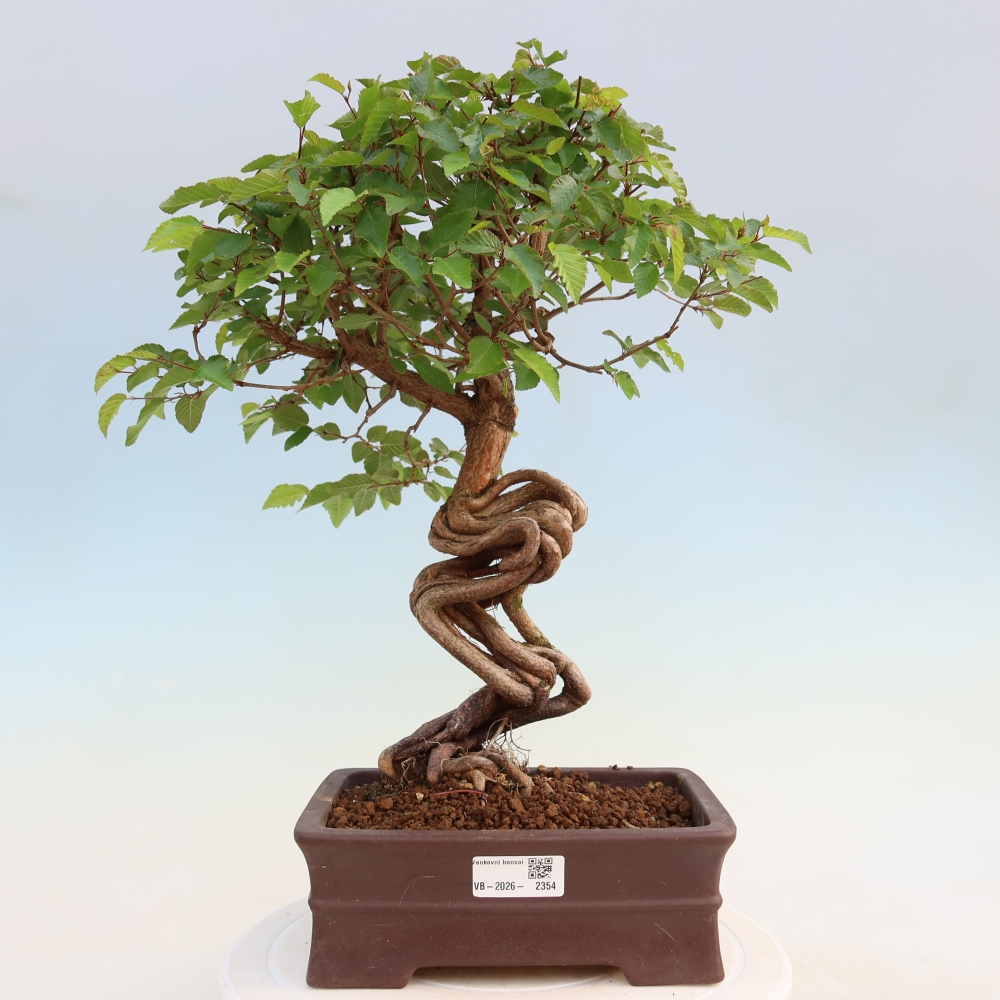 Bonsai für draußen - Karpinus Coreana - Koreanische Hainbuche