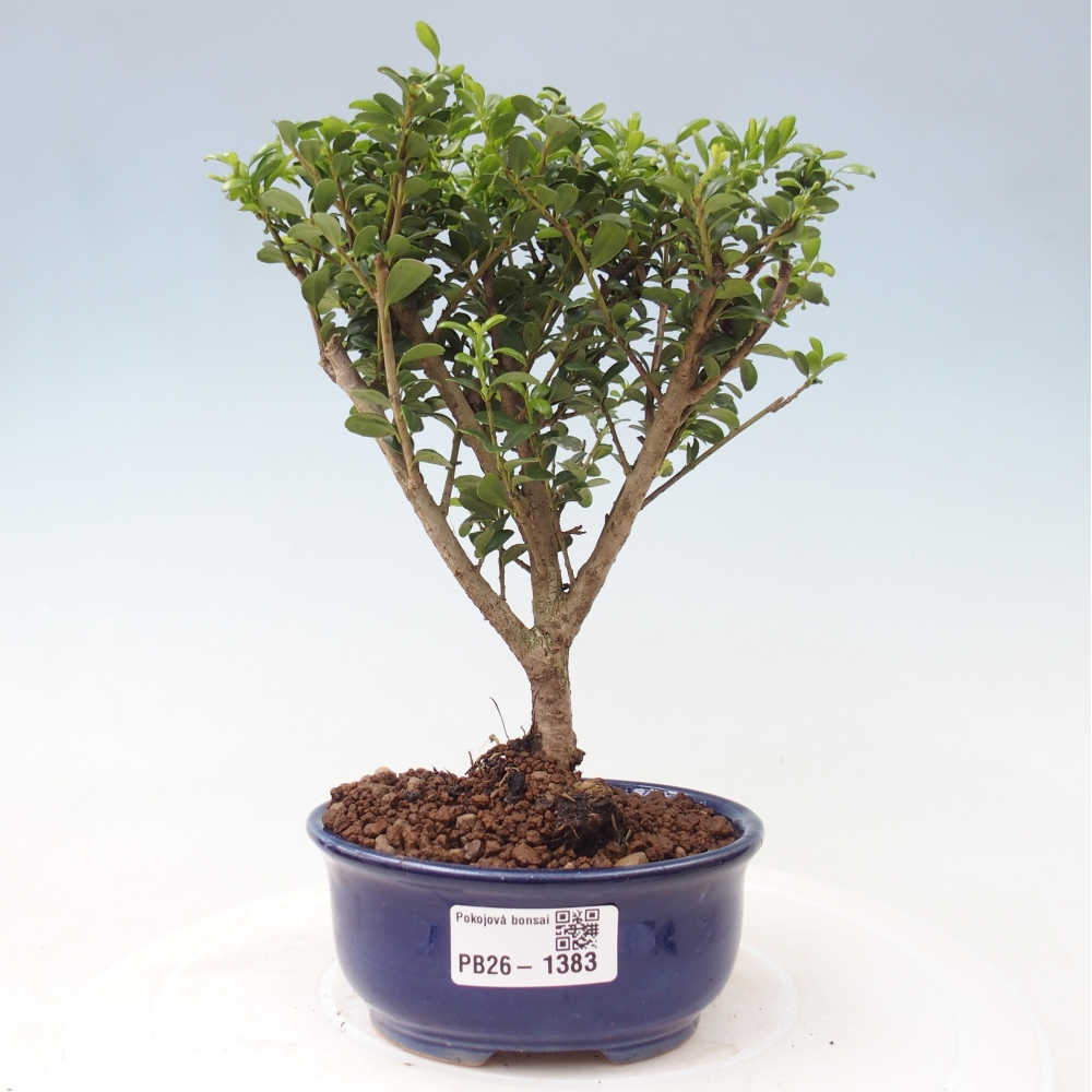Zimmer Bonsai - Ilex crenata - Stechpalme
