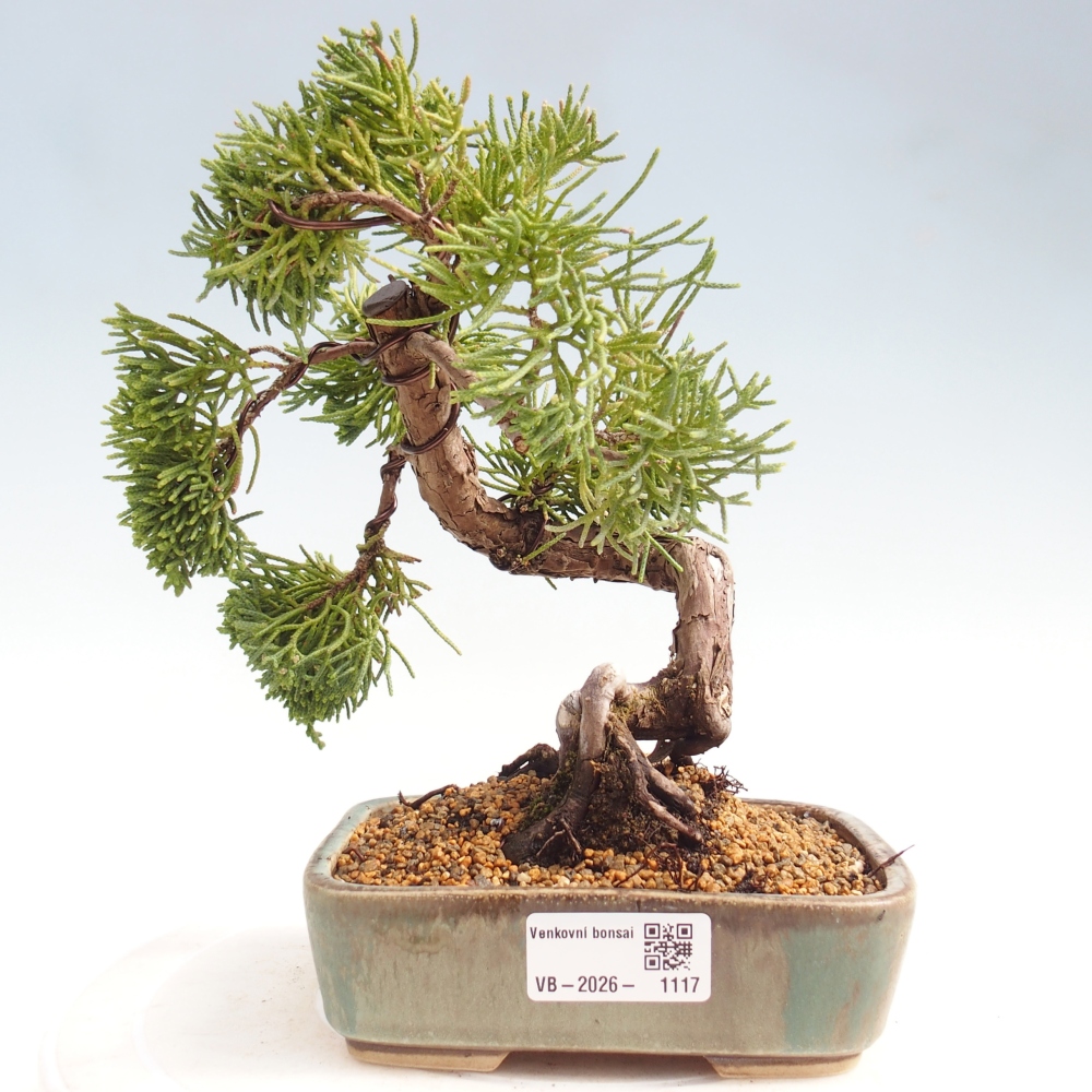 Bonsai für draußen - Juniperus chinensis Kishu