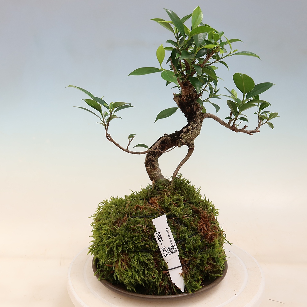 Kokedama mit Untersetzer – kleinblättriger Ficus – Ficus kimmen