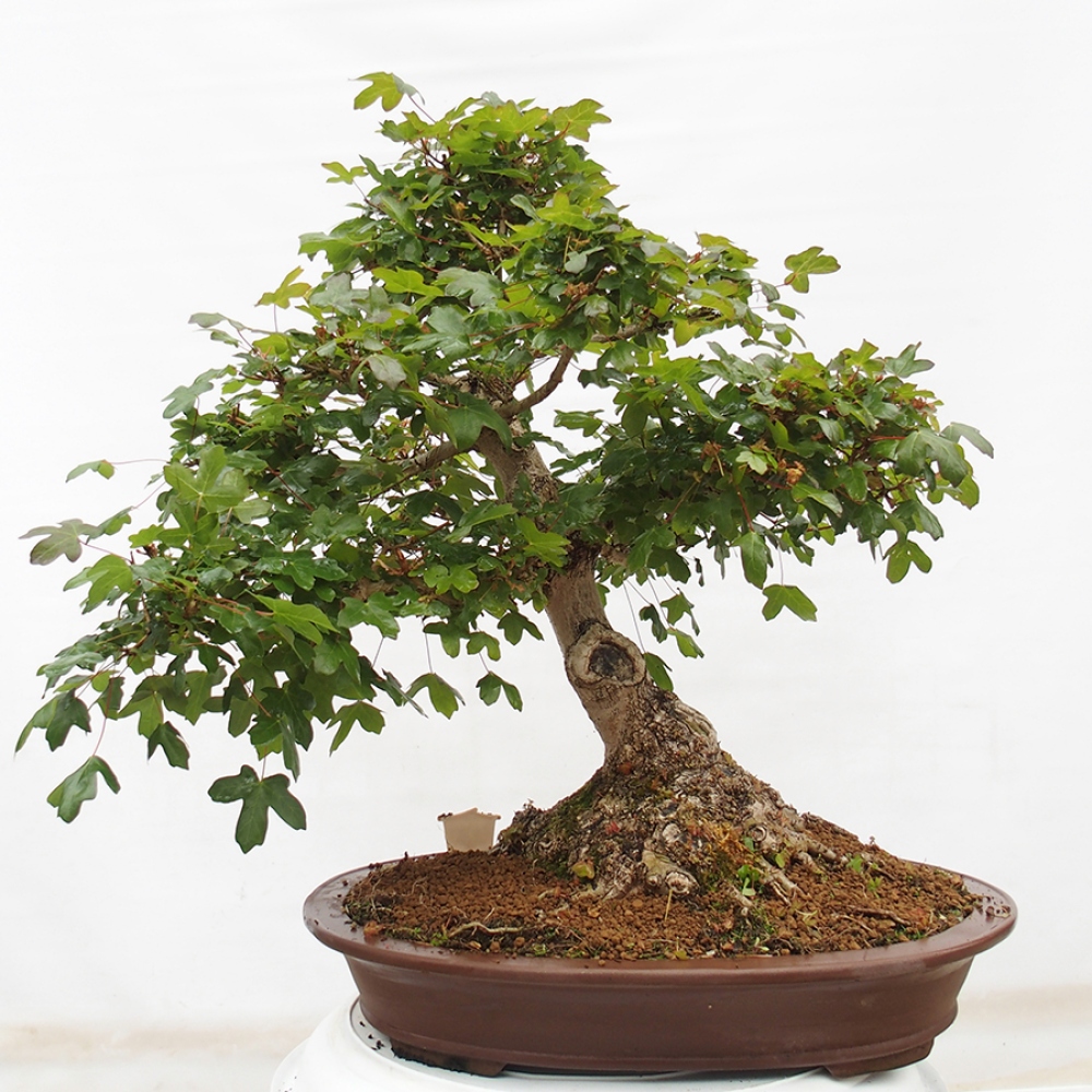 Bonsai für draußen - Französischer Ahorn - Acer Nonspessulanum