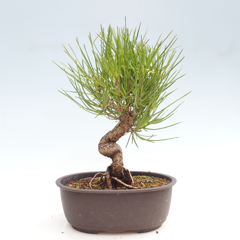 Bonsai für draußen - Pinus thunbergii - Thunberg-Kiefer