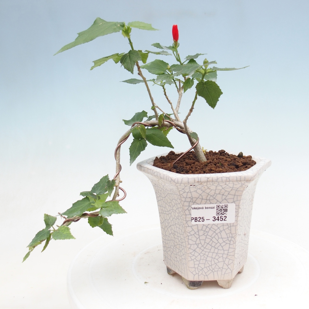 Zimmerbonsai - Malvaviscus arboreus