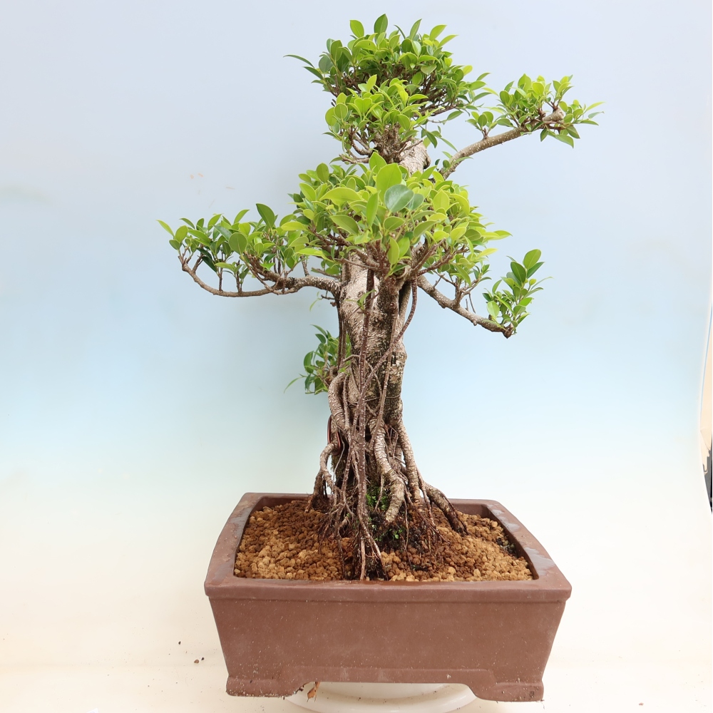 Zimmerbonsai - Ficus kimmen - Kleinblättriger Ficus