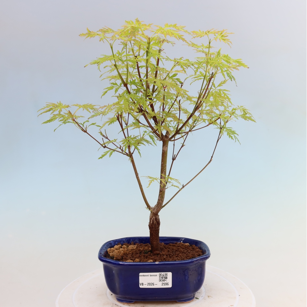 Bonsai für draußen - Acer palmatum Dissectum