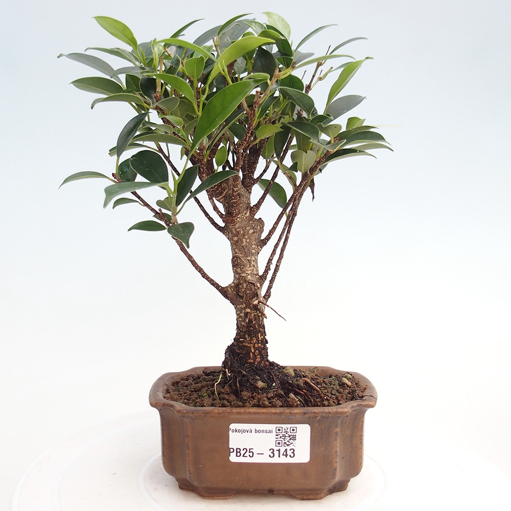 Zimmer Bonsai Ficus retusa kimmen