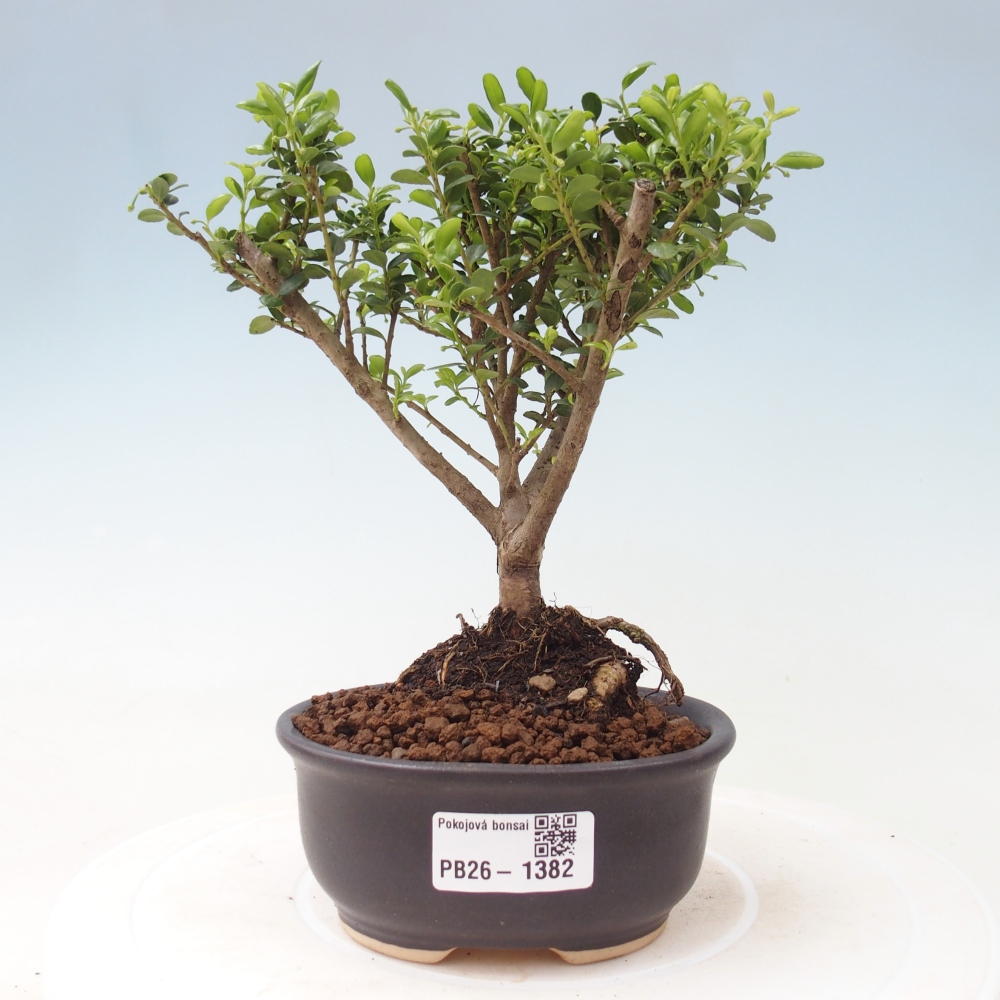 Zimmer Bonsai - Ilex crenata - Stechpalme