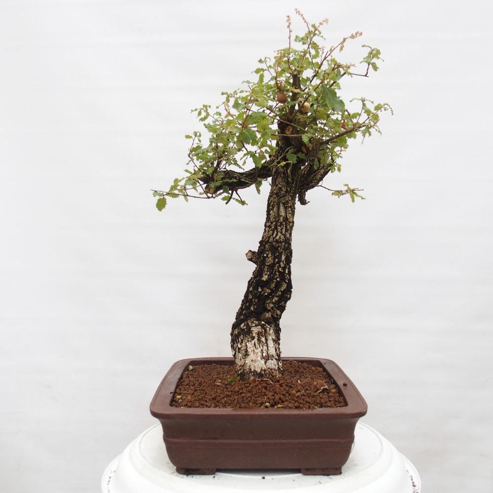 Yamadori - Quercus Ilex - Eichenstechpalme