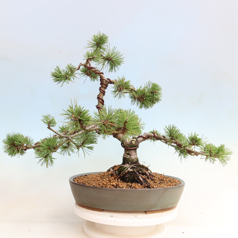 Bonsai für den Außenbereich – Pinus mugo Humpy – Zwergkiefer