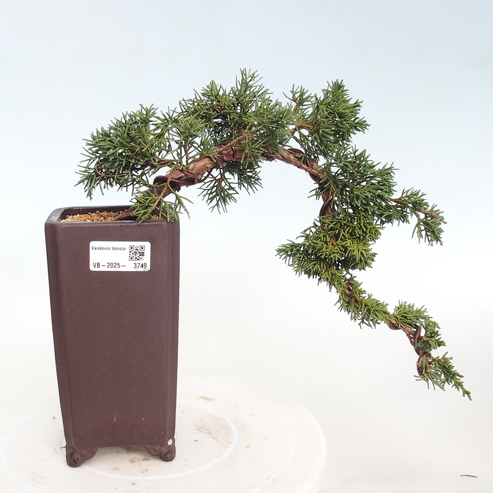 Bonsai für draußen - Juniperus chinensis Kishu