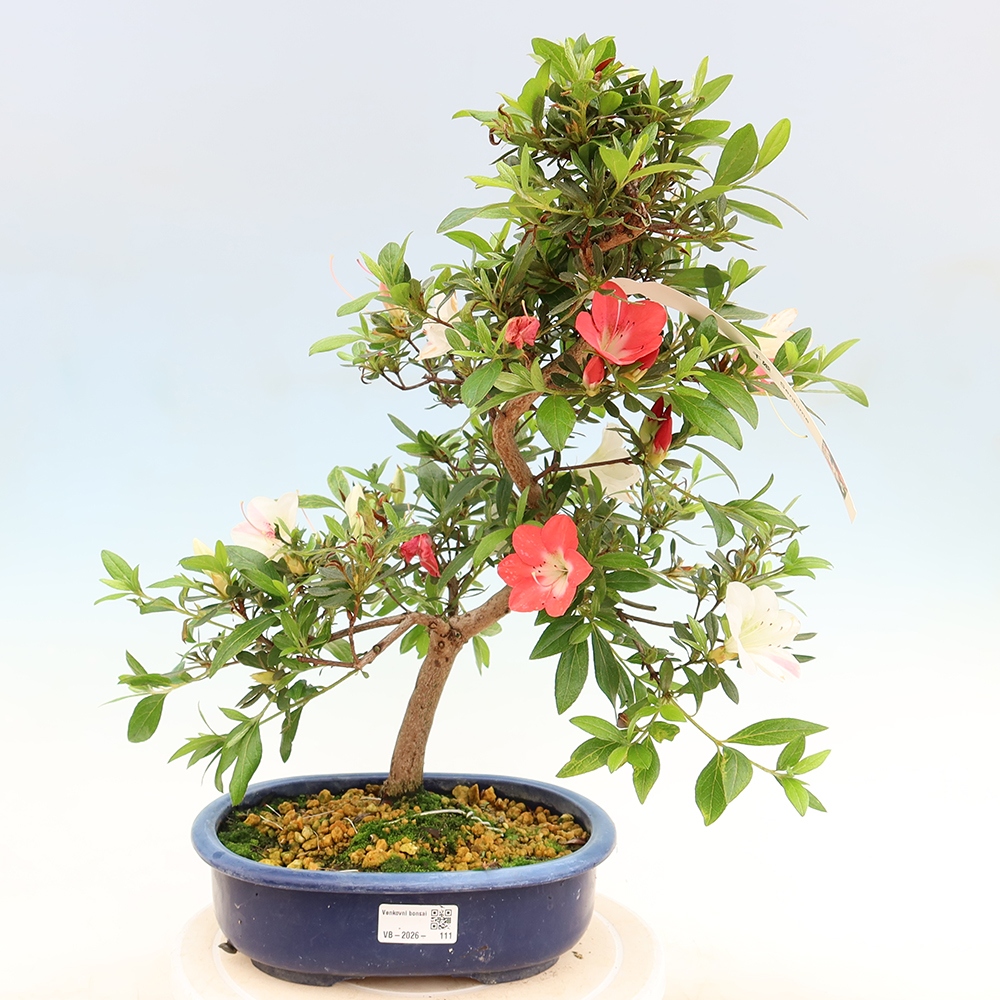 Bonsai für draußen - Japanische Azalee - Azalee Senhime