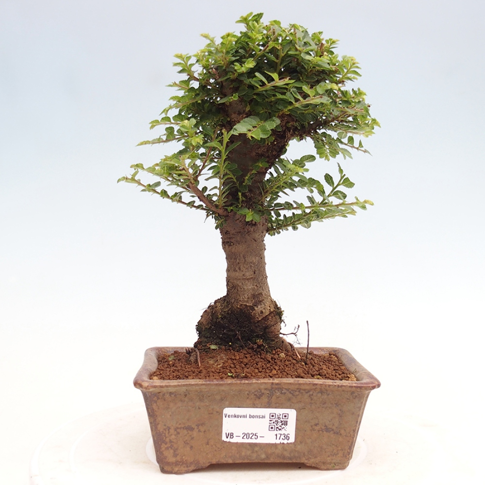 Bonsai für draußen - Ulmus parvifolia Hokkaido - Chinesische Ulme