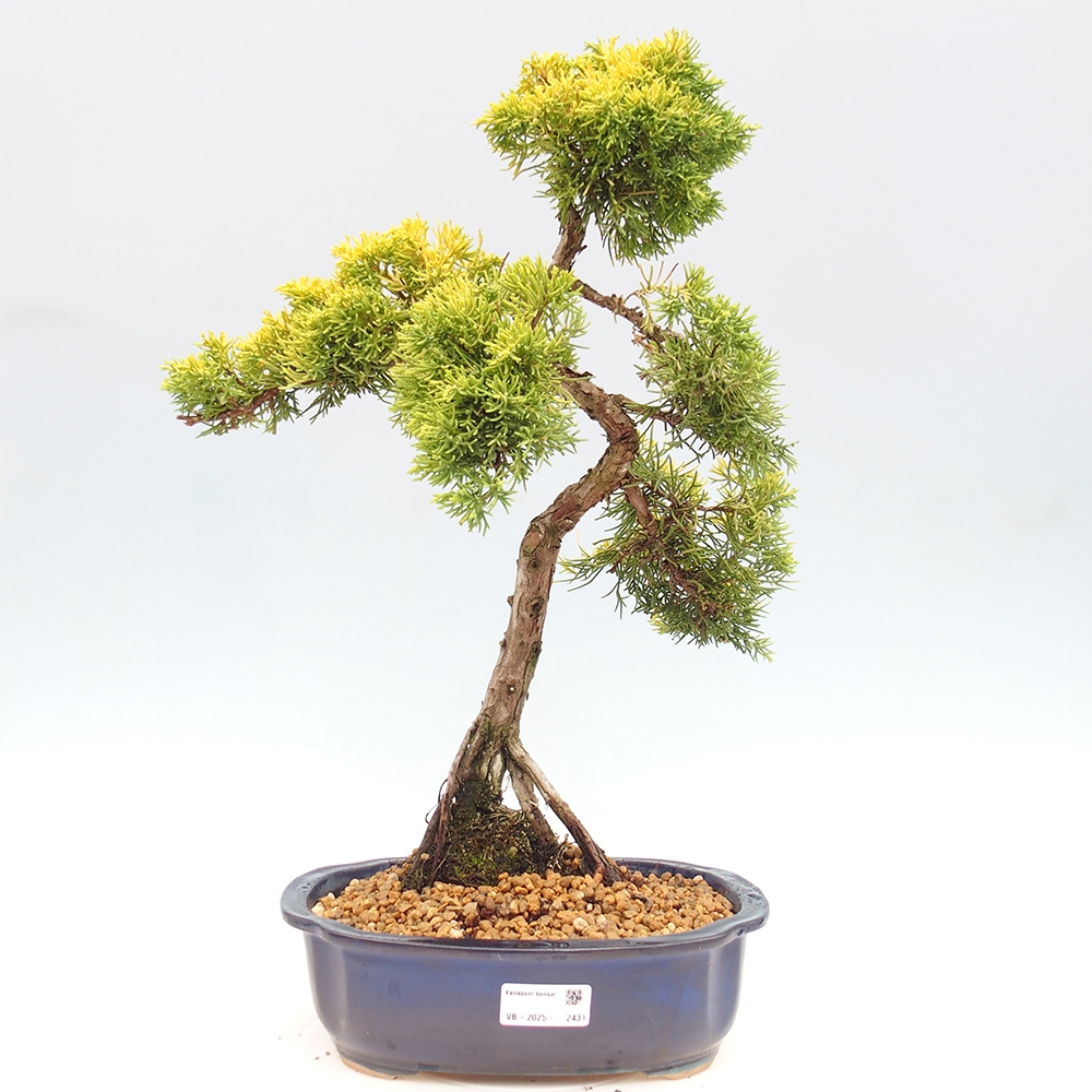 Bonsai für draußen - Juniperus chinensis plumosa aurea