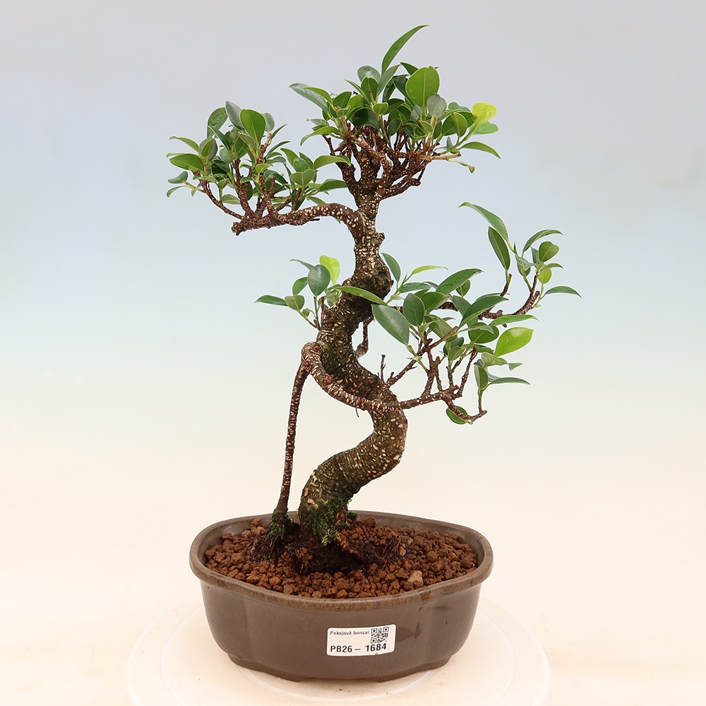 Zimmerbonsai - Ficus retusa - Kleinblättriger Ficus