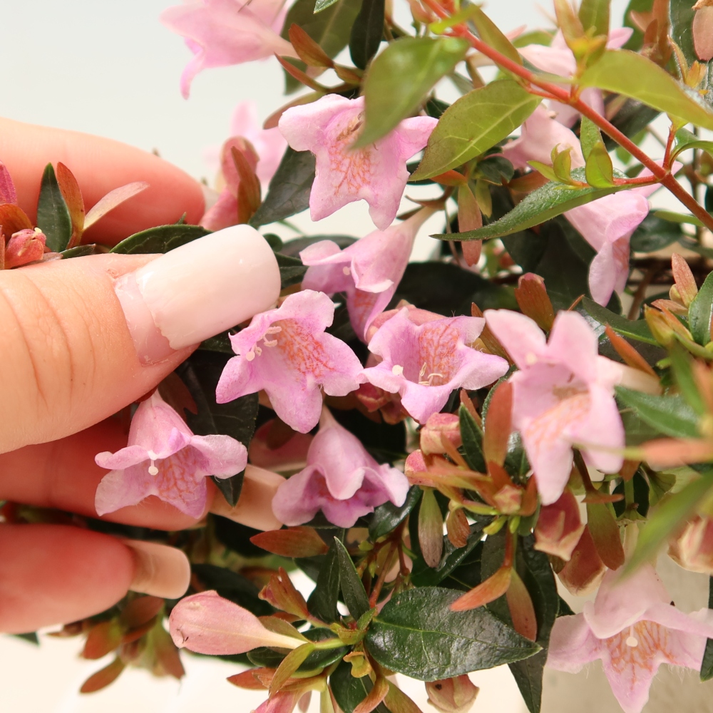 Bonsai für den Außenbereich – Abelia Edward Goucher – Großblumige Abelia