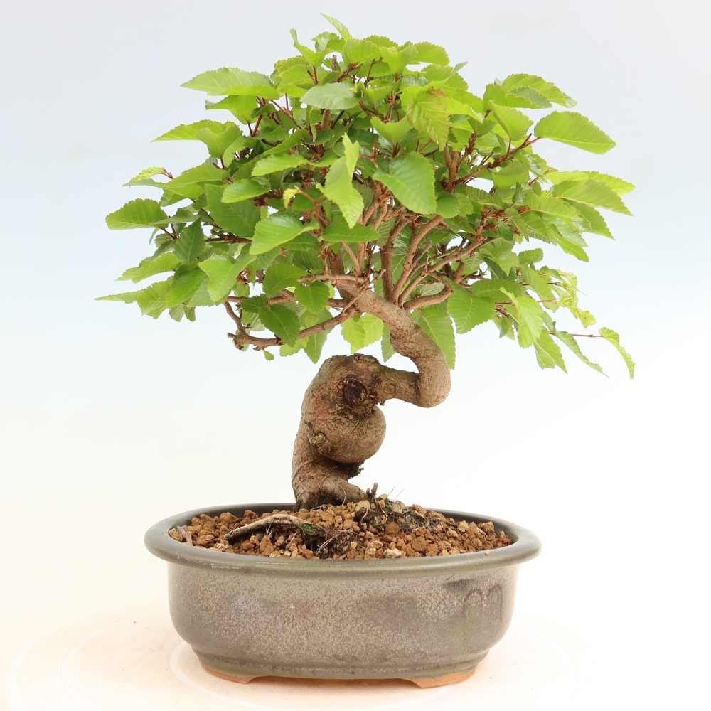 Bonsai für draußen - Karpinus Coreana - Koreanische Hainbuche