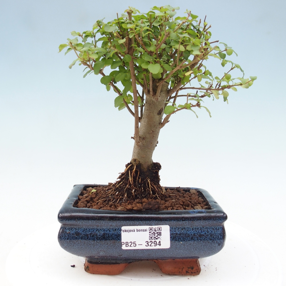 Zimmer Bonsai -Ligustrum chinensis - Vogelschnabel
