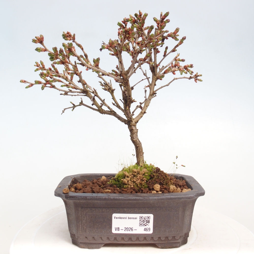 Bonsai für draußen - Prunus incisa Kojou-no mai-Plivon ausgeschnitten