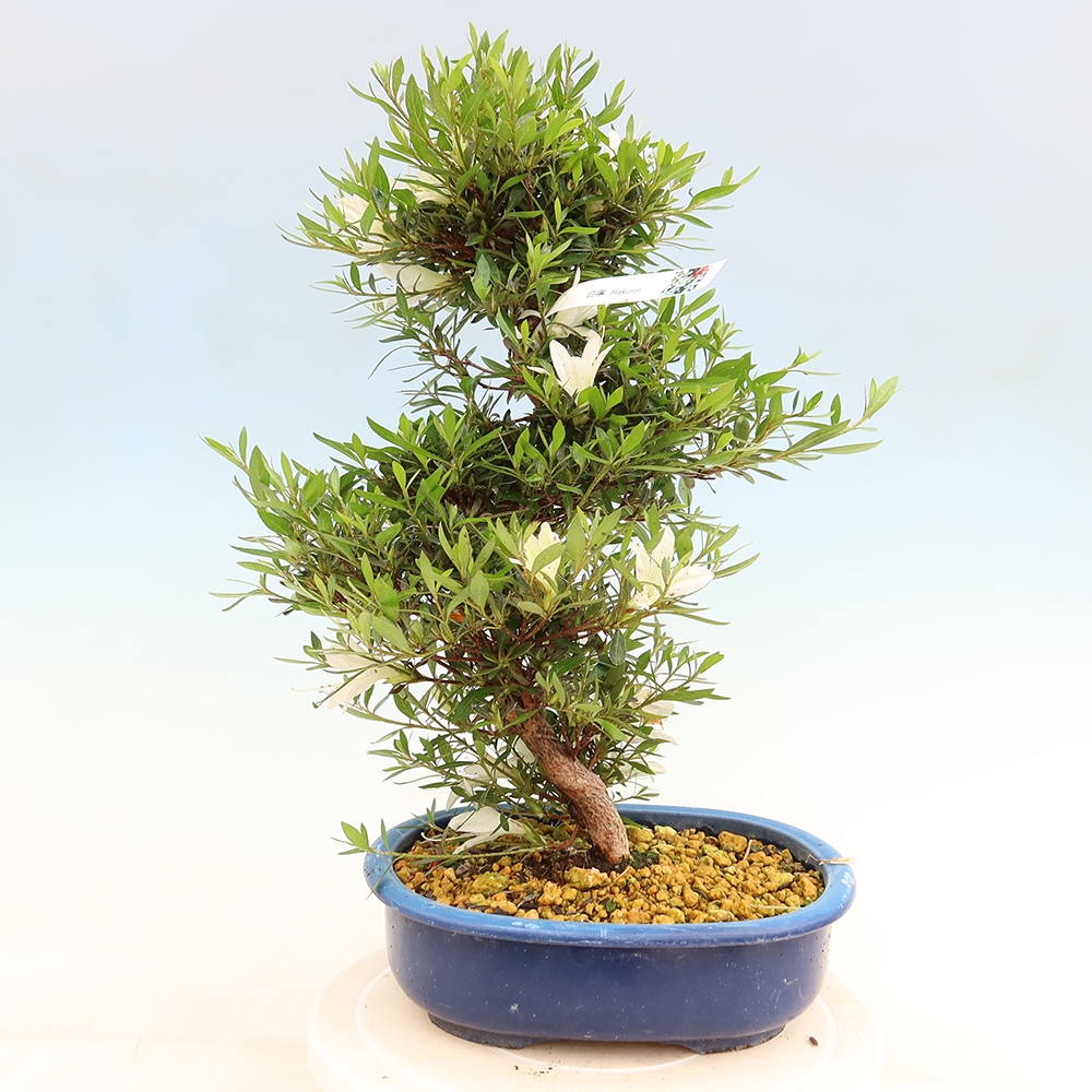 Bonsai für draußen - Japanische Azalee - Azalea Hakurin