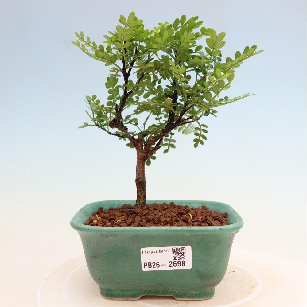 Zimmer Bonsai - Zantoxylum piperitum - Pfefferbaum