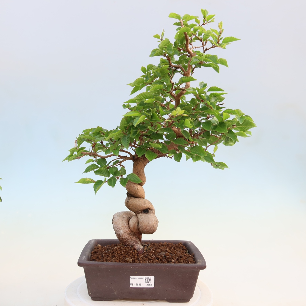 Bonsai für draußen - Karpinus Coreana - Koreanische Hainbuche
