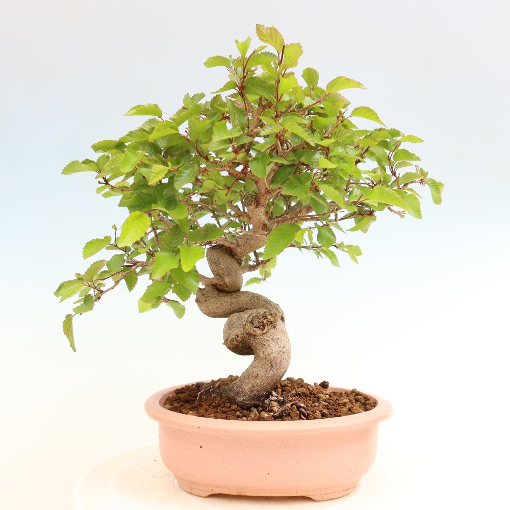 Bonsai für draußen - Karpinus Coreana - Koreanische Hainbuche