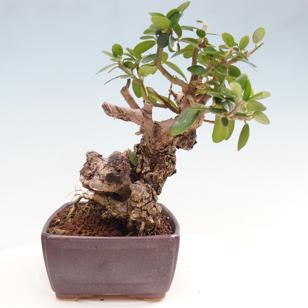 Zimmerbonsai - Olea europaea sylvestris
