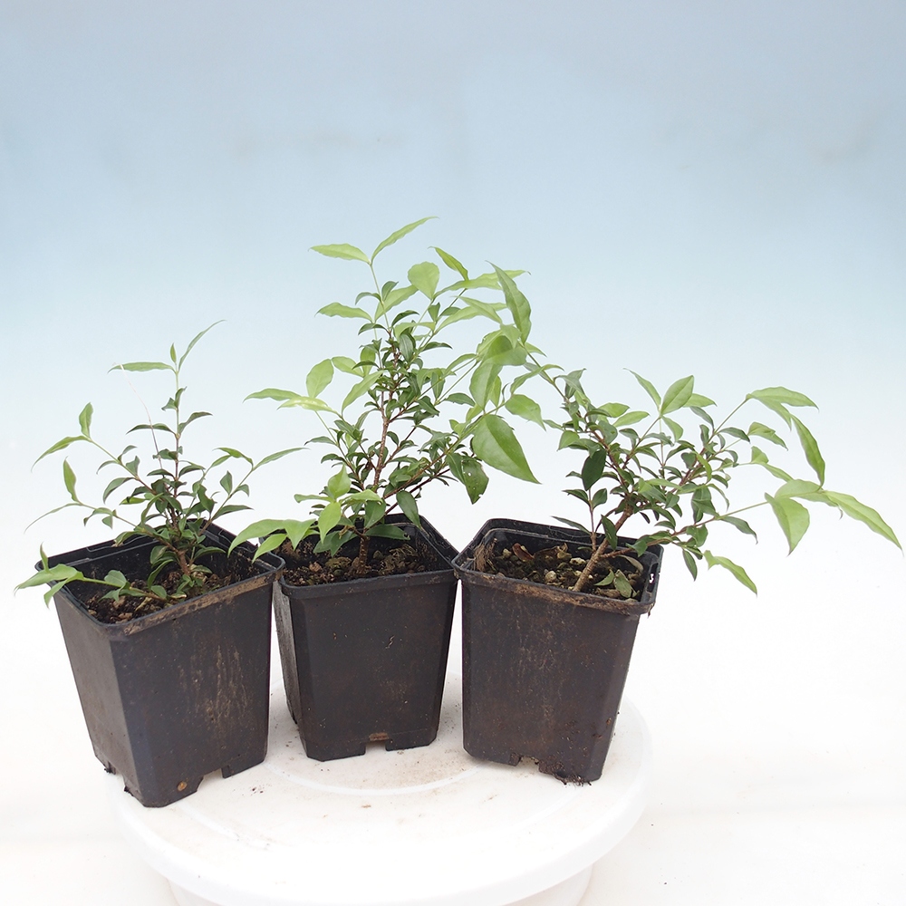 Zimmer Bonsai - Malpighia coccigera- Barbdor Kirsche im Container