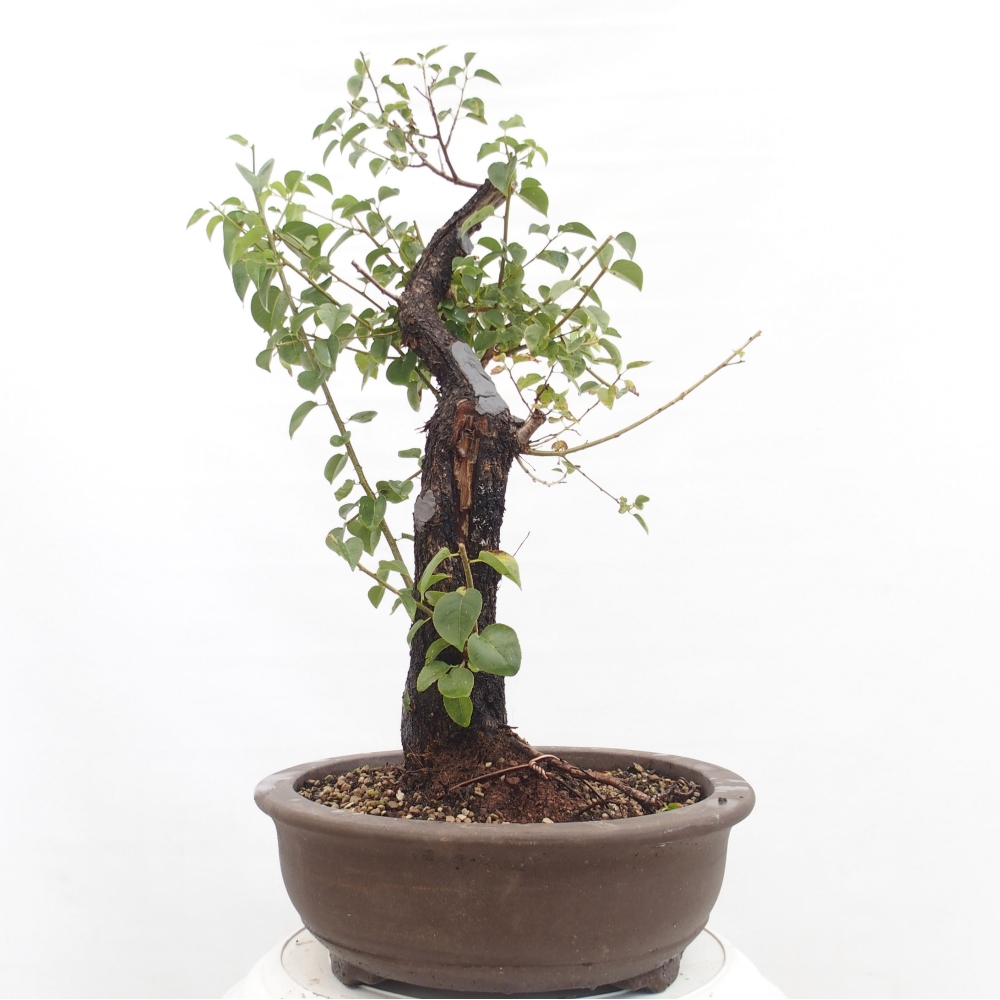Bonsai für draußen - Mahalebka - Prunus mahaleb