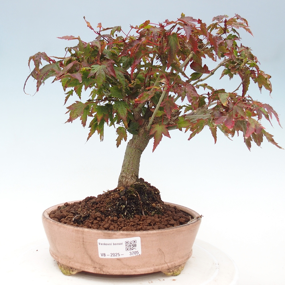 Acer palmatum KIOHIME - Palmetto-Ahorn