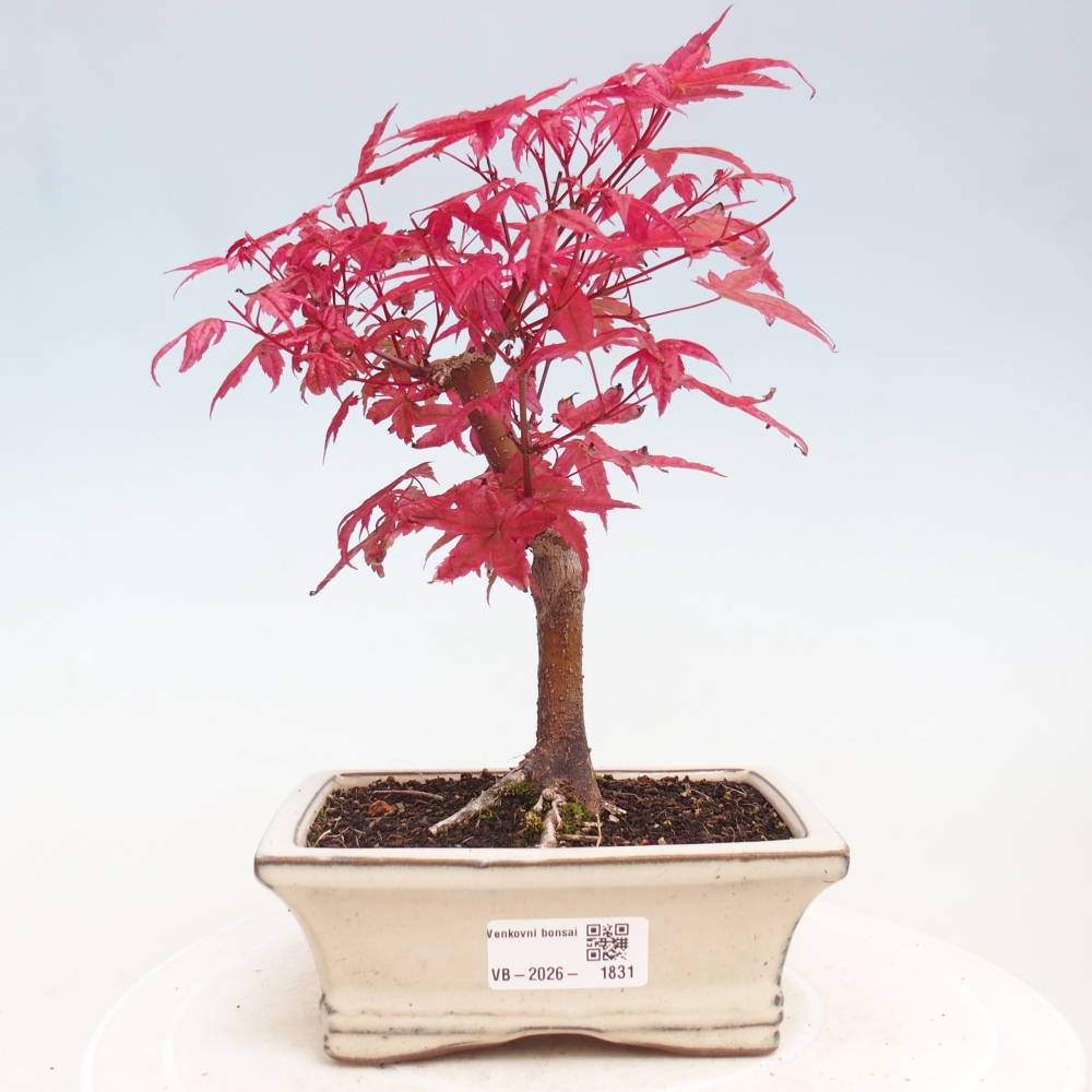 Bonsai für draußen - Acer palmatum DESHOJO