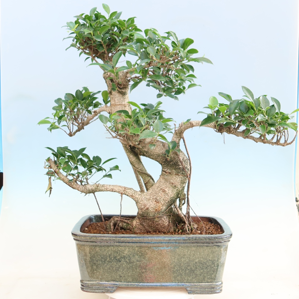 Zimmerbonsai - Ficus kimmen - Kleinblättriger Ficus
