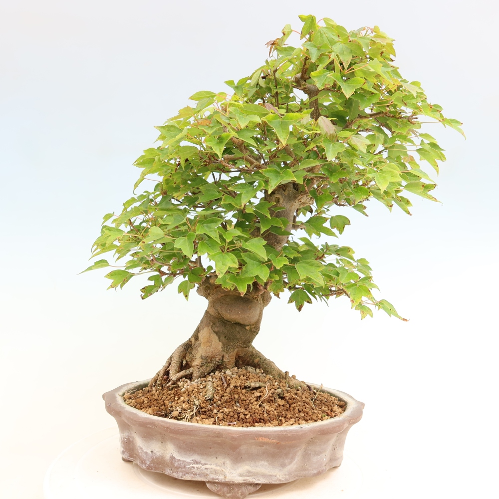 Bonsai für draußen - Ahorn Burger - Acer Burgerianum