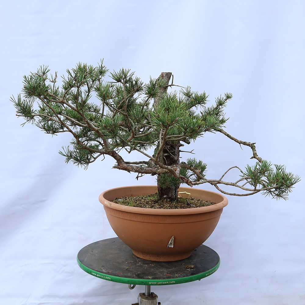 Pinus sylvestris Spanien – Waldkiefer