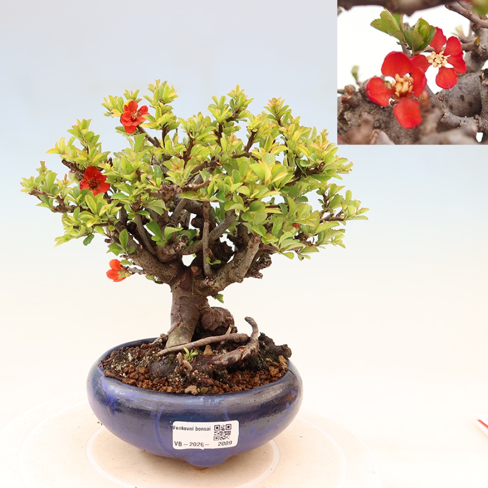 Bonsai für draußen - Chaneomeles speciosa Chojubai