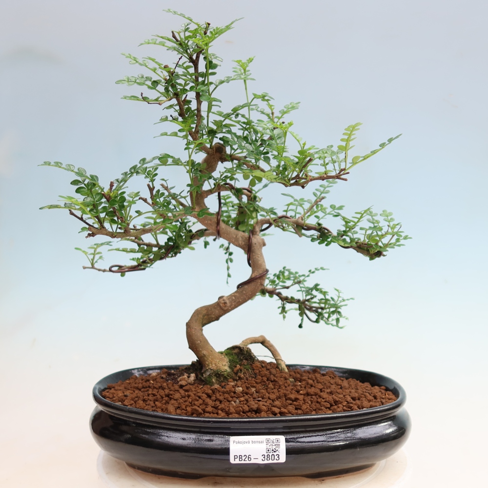 Zimmer Bonsai - Zantoxylum piperitum - Pfefferbaum