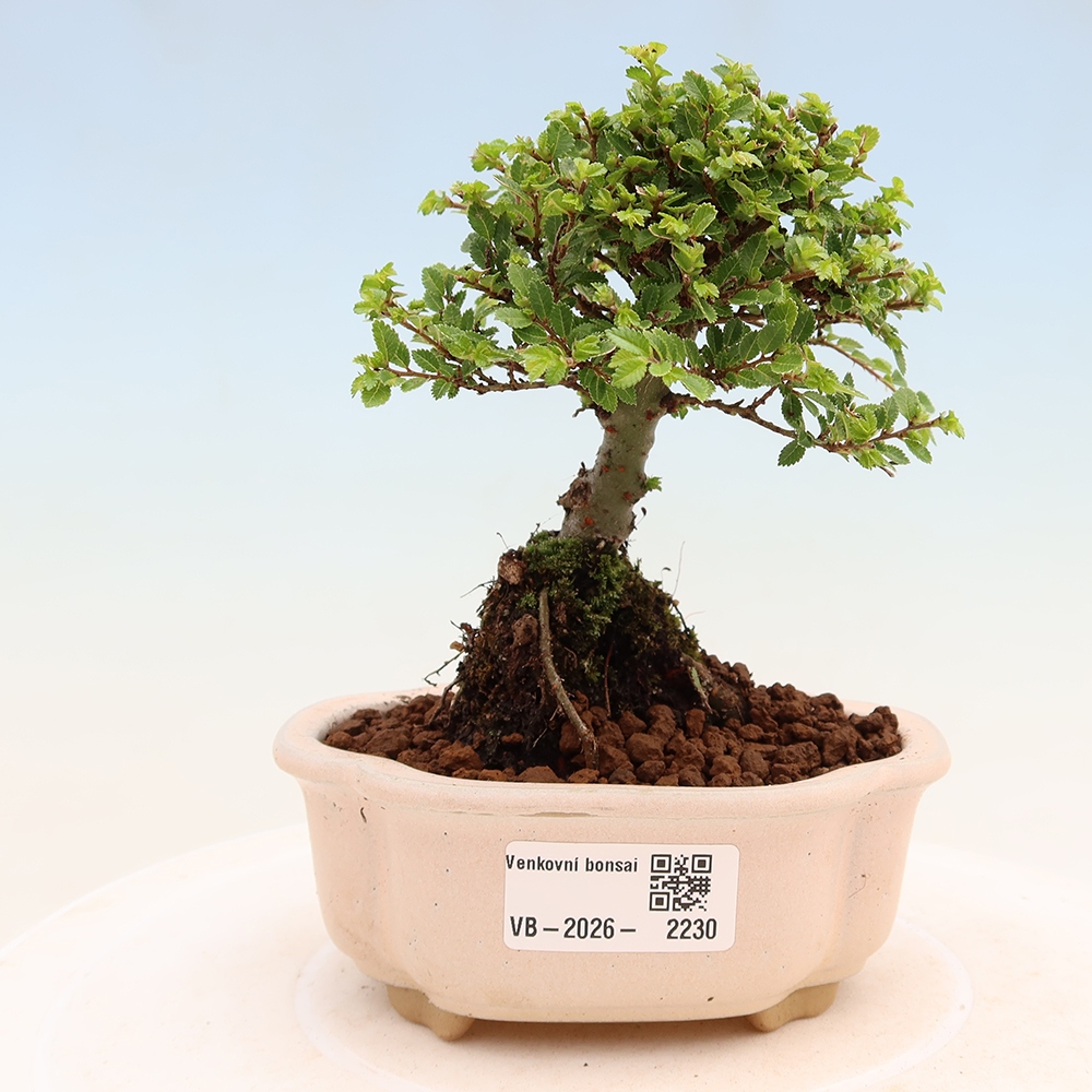 Bonsai für draußen - Ulmus parvifolia Sagei - Kleinblättrige Ulme