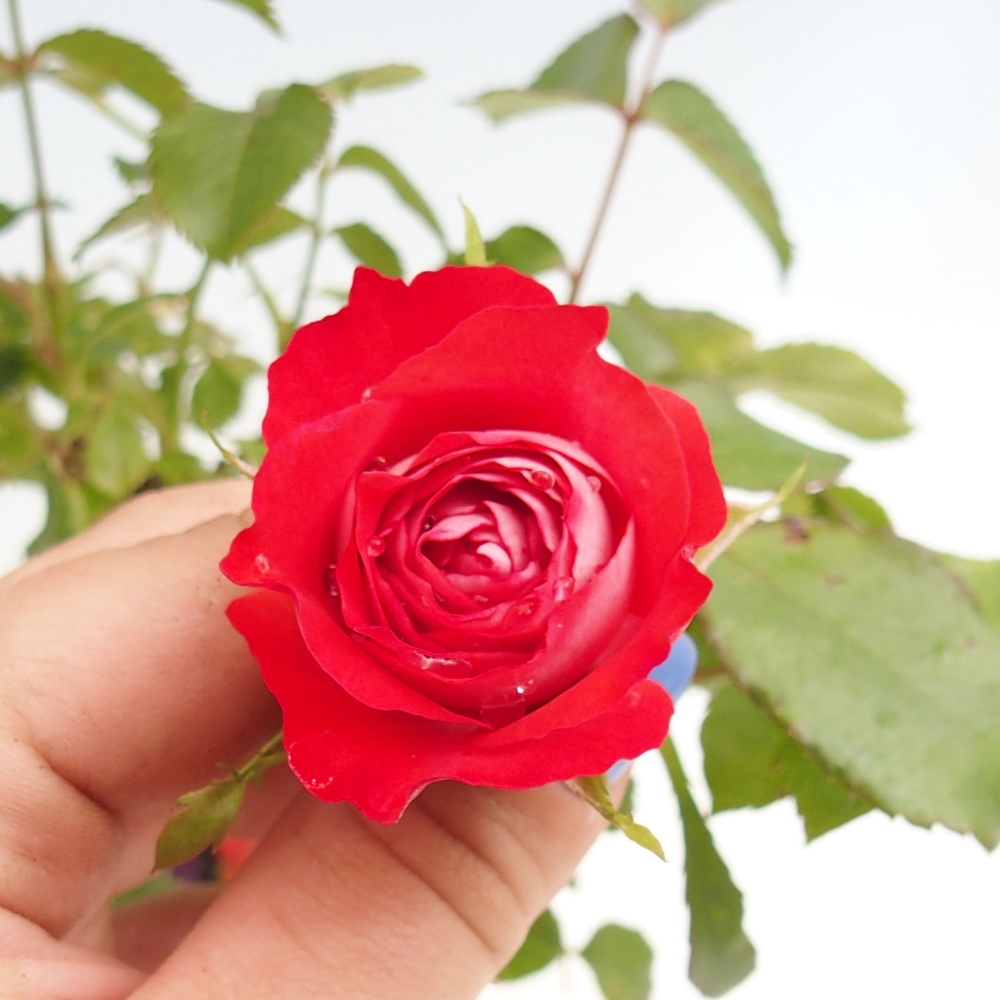 Bonsai für draußen - Rosa Kordes - Rose