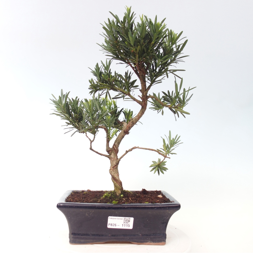Zimmerbonsai - Podocarpus - Stein-Eibe