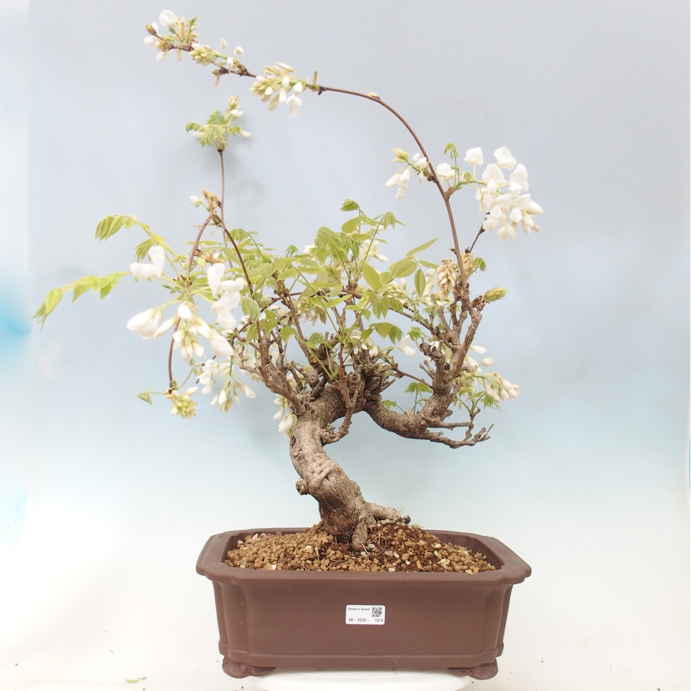 Bonsai für draußen - Vistaria - Glyzinie