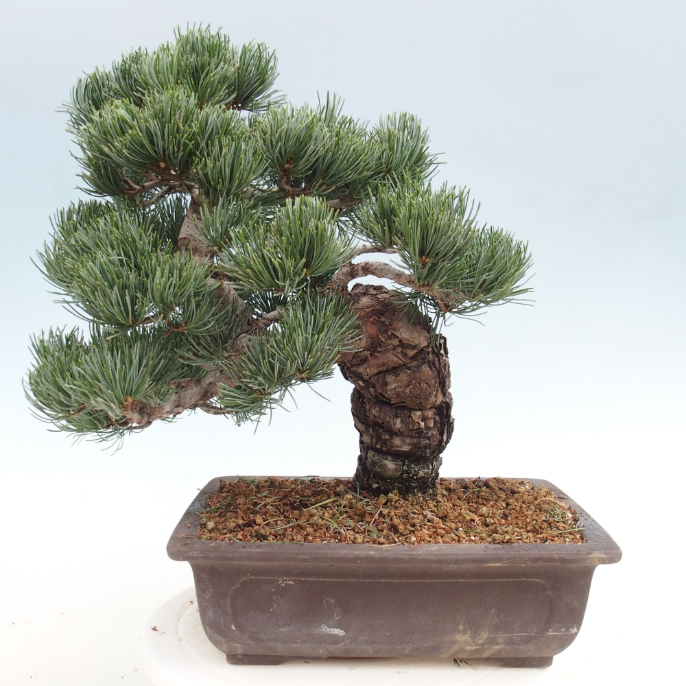 Bonsai für draußen - Pinus parviflora - Pinus parviflora