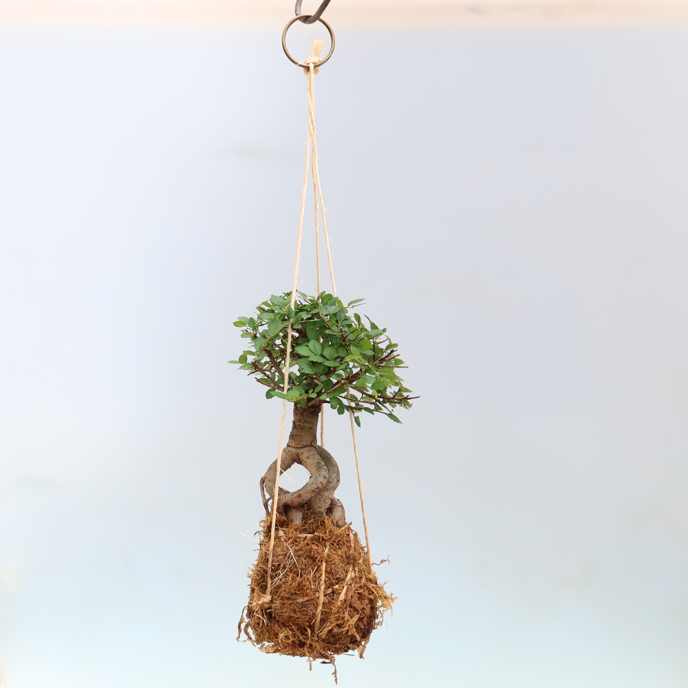 Kokedama in Keramik -Ulmus parvifolia- kleinblättrige Ulme