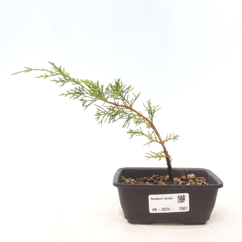 Bonsai für draußen - Juniperus chinensis Itoigawa