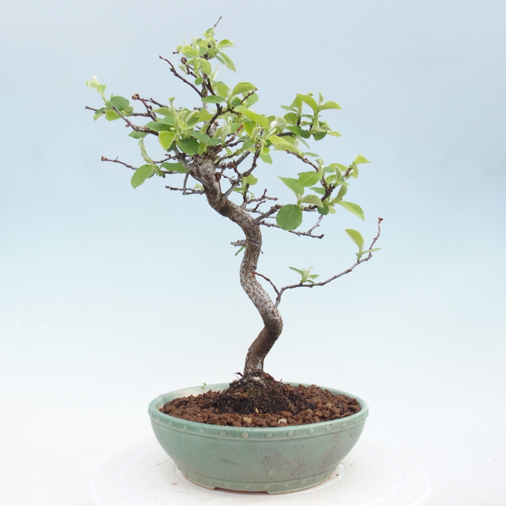 Bonsai für draußen - Chaneomeles chinensis
