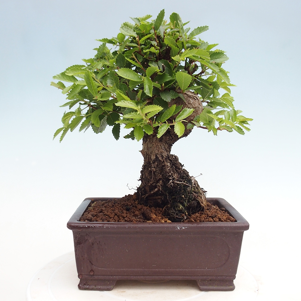 Bonsai für draußen - Zelkova - Zelkova NIRE
